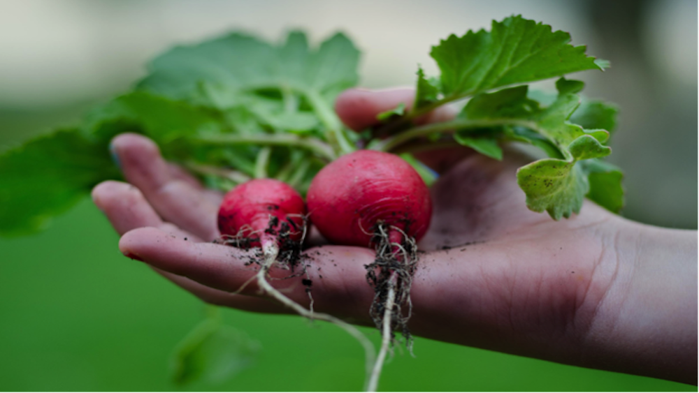 5 Secretos para una Cocina Natural y Saludable