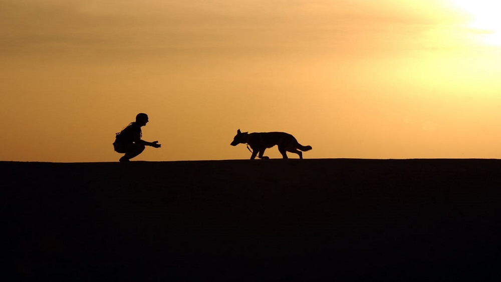 Primer País sin Animales Abandonados