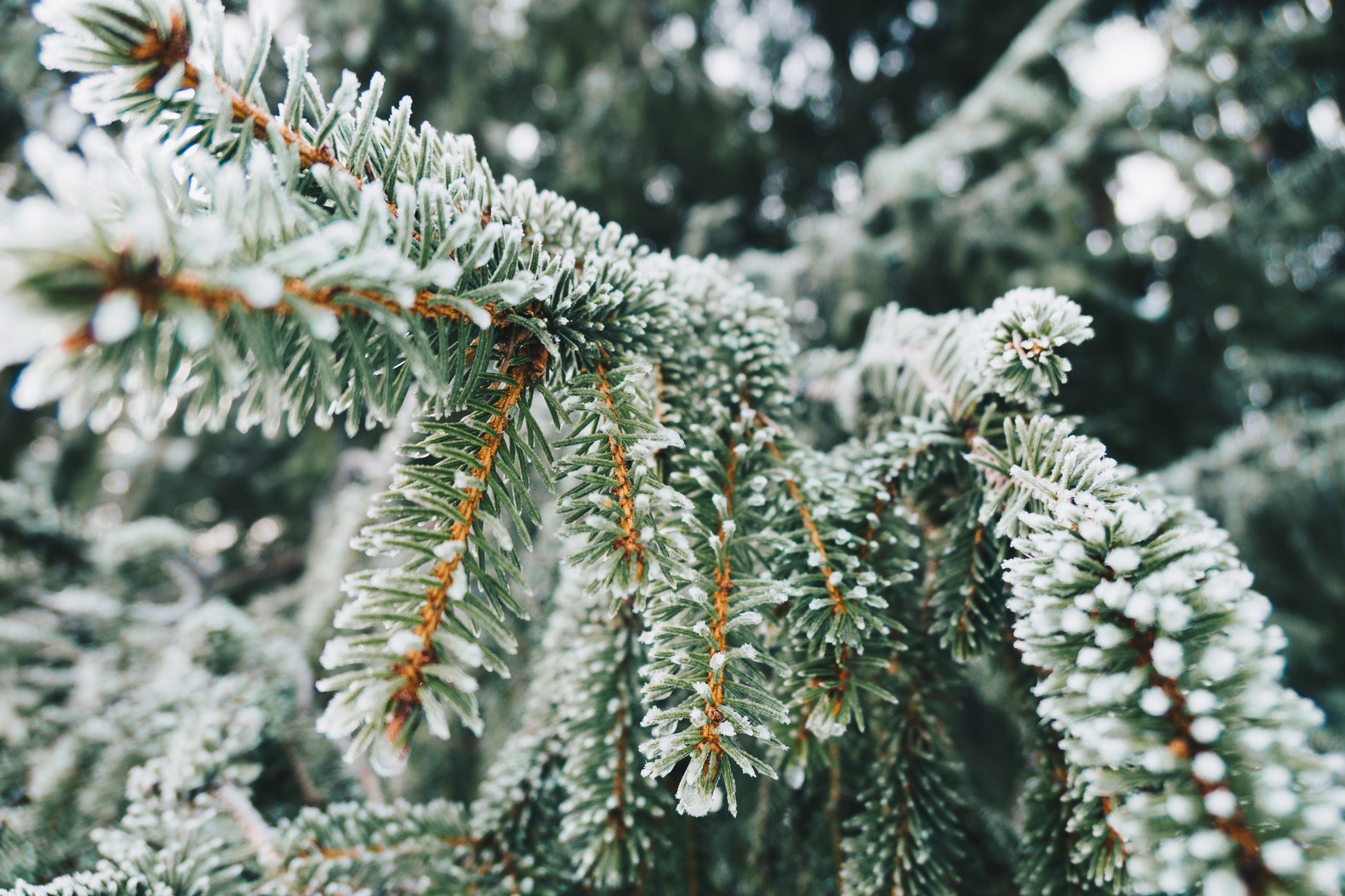 ¡El invierno será de los más fríos desde hace 100 años!