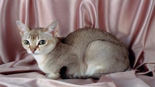 20 curiosidades sobre os gatos