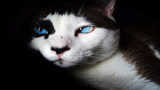 20 curiosidades sobre os gatos