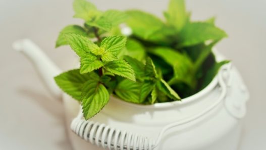 benefícios do chá Verde