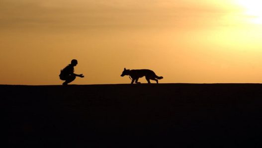 Primeiro País sem Animais Abandonados 3