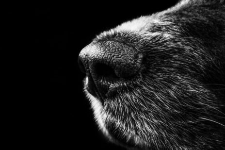 Primeiro País sem Cães Abandonados